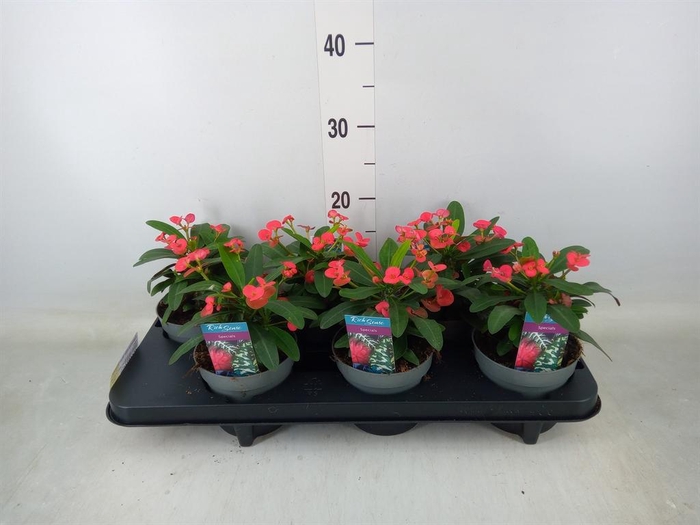 <h4>Euphorbia milii 'Maxi Olympia'</h4>