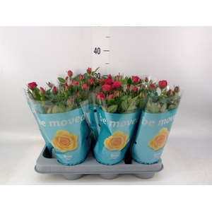 Rosa  'Jewel Hot'