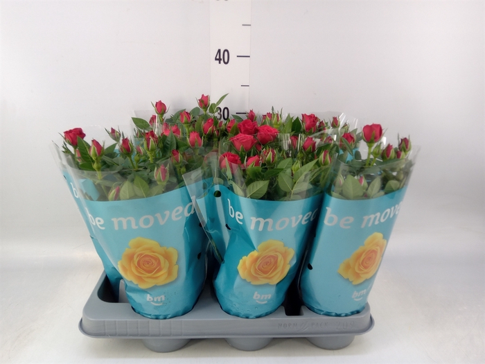 <h4>Rosa  'Jewel Hot'</h4>