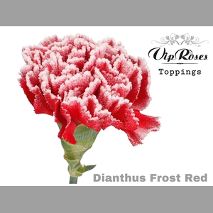 DI ST FROST RED