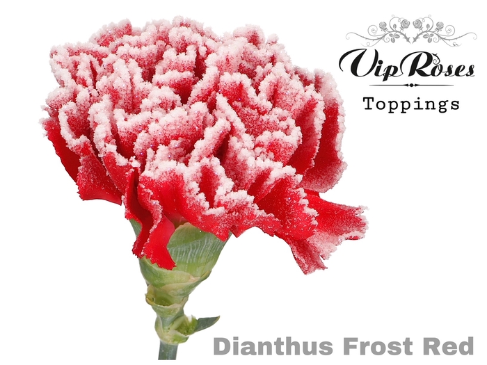 <h4>Di St Vip Frost Red</h4>