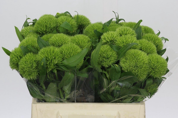 <h4>Dianthus Br Kiwi Mellow</h4>