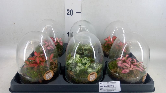 Arr.   Kamerplant Groen H%