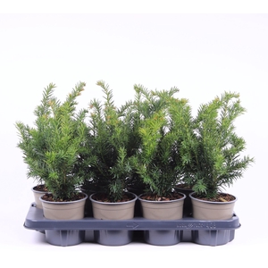 Taxus baccata Repandens