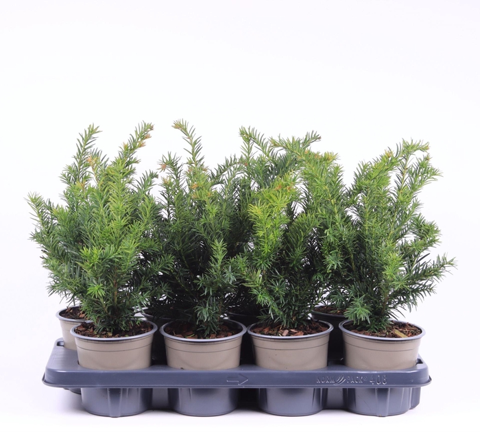 <h4>Taxus baccata Repandens</h4>