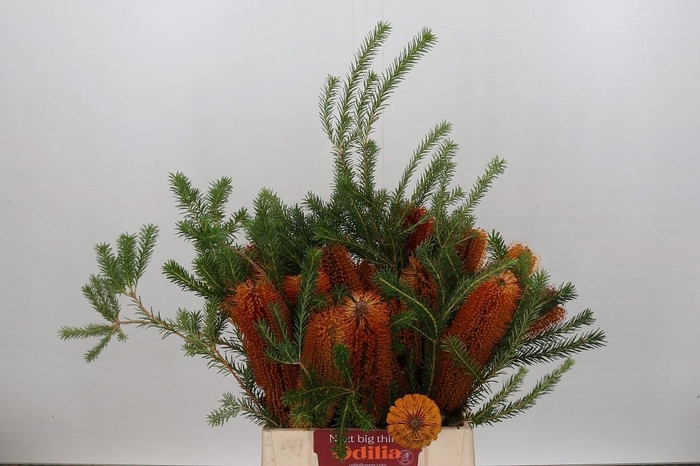 <h4>Banksia Spinulosa</h4>