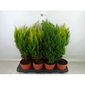 Conifers   ...mix