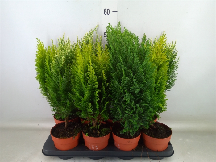 <h4>Conifers   ...mix</h4>