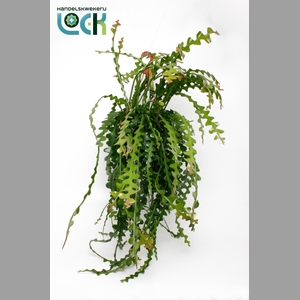 EPIPHYLLUM ANGULIGER