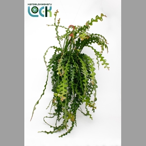 EPIPHYLLUM ANGULIGER