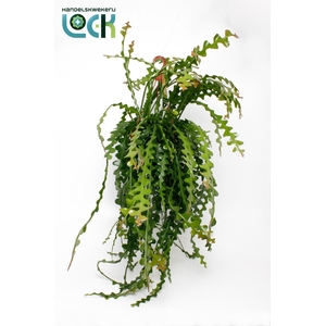 EPIPHYLLUM ANGULIGER