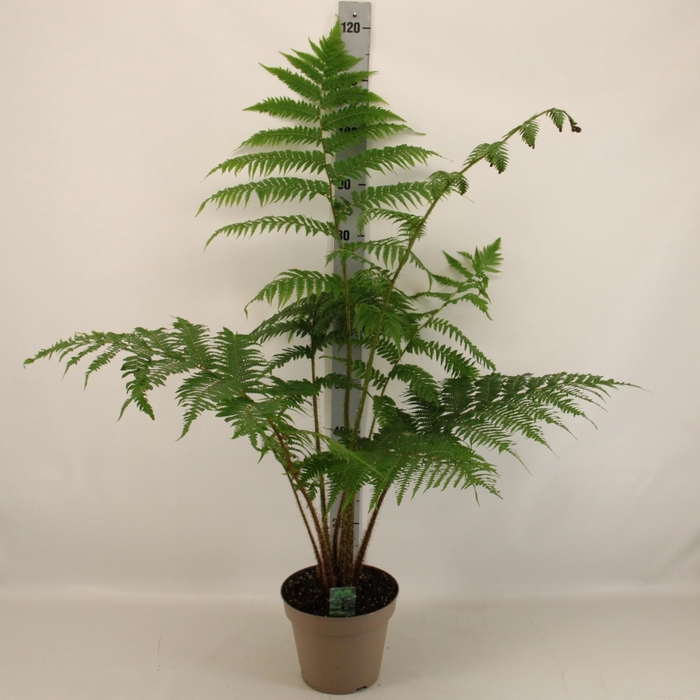 <h4>CYATHEA AUSTRALIS</h4>