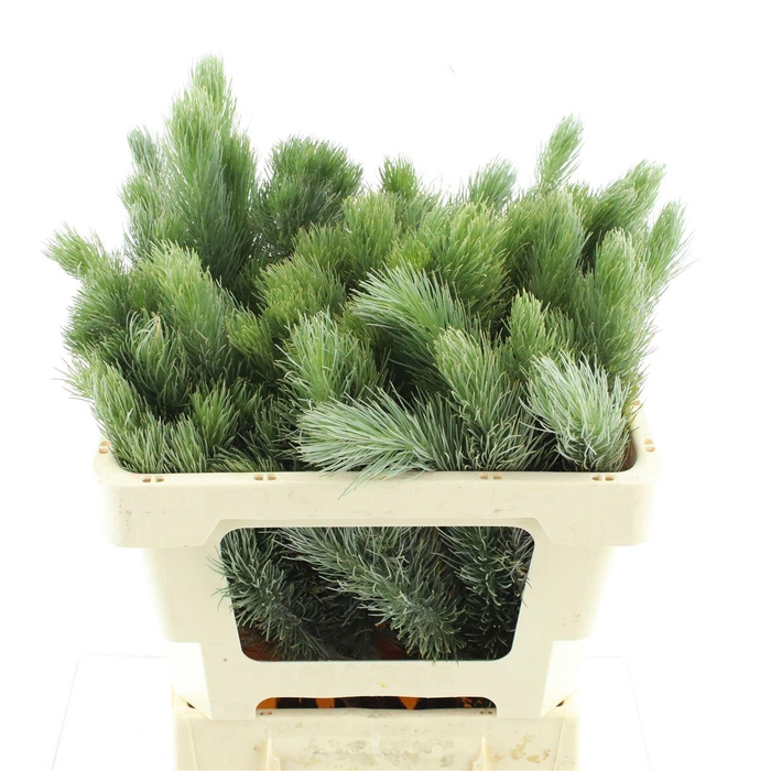 <h4>Kaaps Aspalathus Sp</h4>