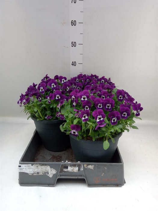 <h4>Viola   ...</h4>