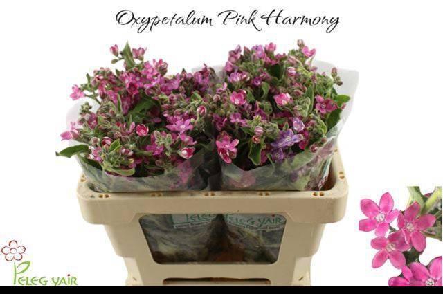 <h4>OXY CO PINK HARMONY</h4>