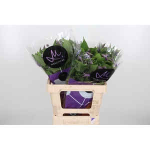 Clem Star River Lavendel