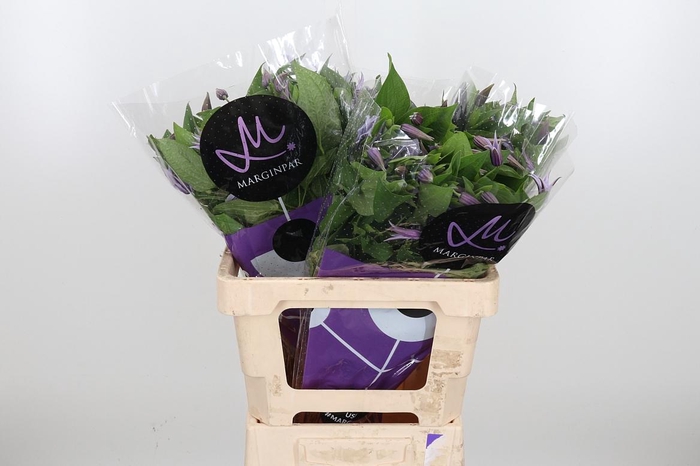 <h4>Clem Star River Lavendel</h4>