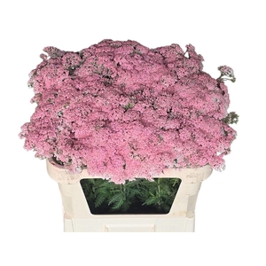 Achil Klb Rose