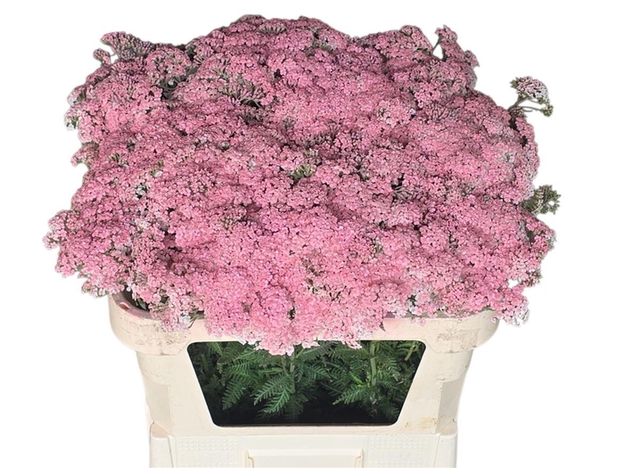 <h4>Achil Klb Rose</h4>