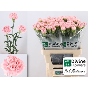 Di St Pink Montezuma Divine