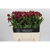 Paeonia Paul M. Wild