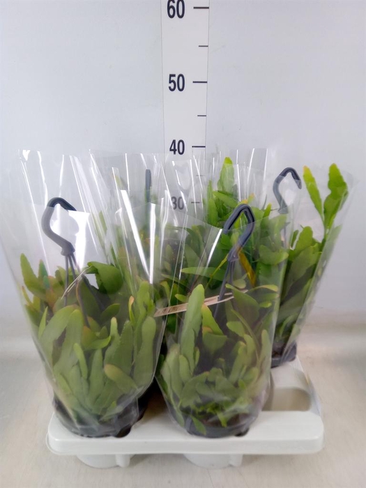 <h4>Rhipsalis   ...</h4>