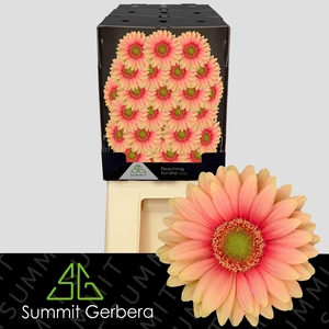 Germini Dora Diamond