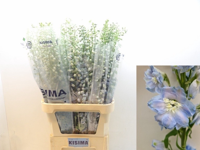 <h4>Delph Magic Fountains Skyblue Kisima</h4>