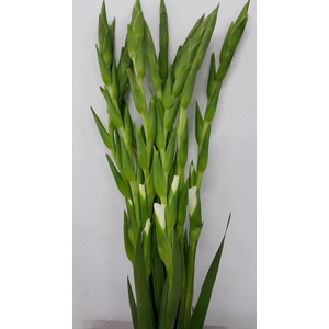 Gladioli White