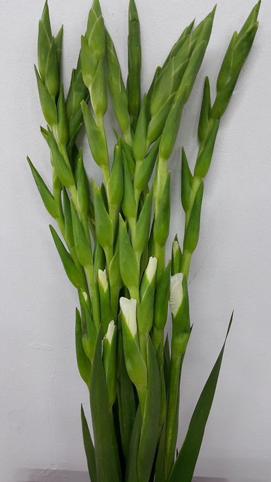 Gladioli White