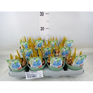 Muscari  'Magic Ocean'