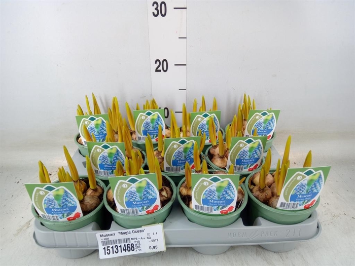<h4>Muscari 'Magic Ocean'</h4>