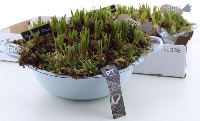 <h4>ARR MUSCARI</h4>