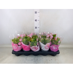 Schlumbergera   ...mix 3