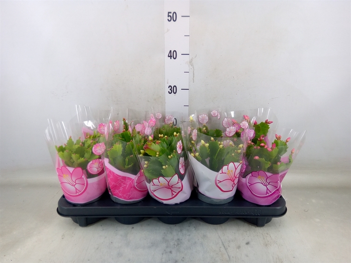 <h4>Schlumbergera   ...mix 3</h4>
