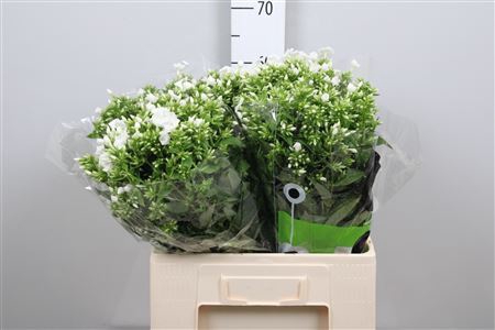 <h4>Phlox panic. 'Icecap'</h4>