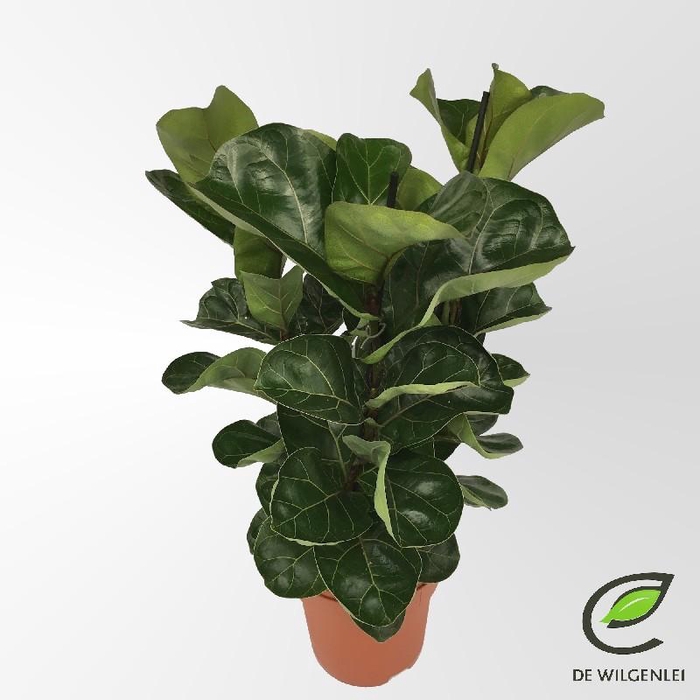 <h4>Ficus Lyrata Bambino 3 pp 3pp</h4>