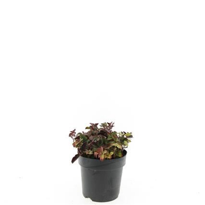 <h4>Cornus canadensis</h4>