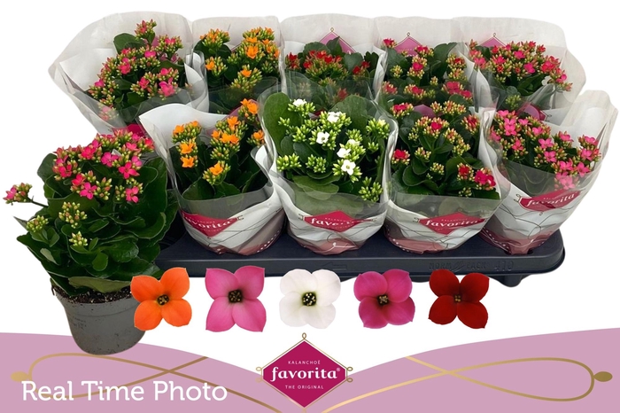 <h4>KAL EN GEM 5 KL</h4>