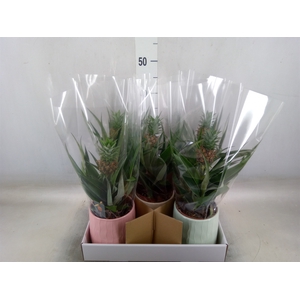 Ananas  'Mi Amigo'