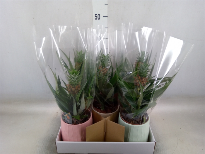 <h4>Ananas  'Mi Amigo'</h4>