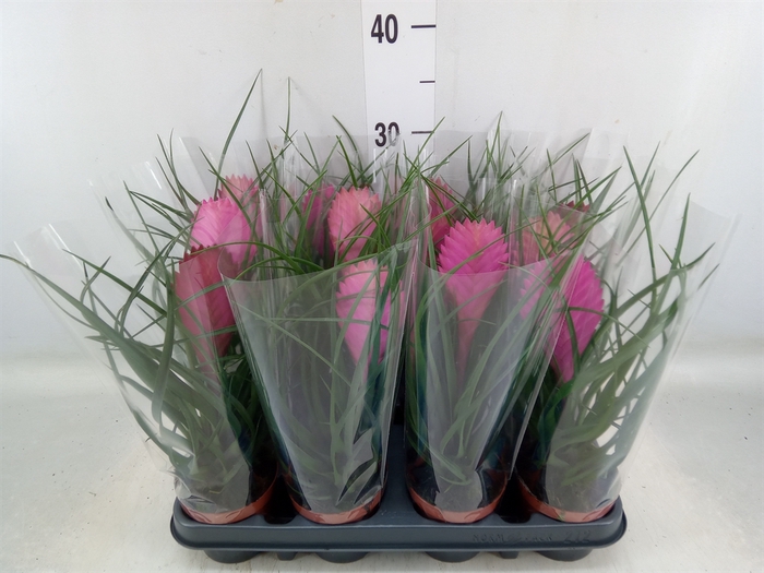 <h4>Tillandsia cyanea 'Anita'</h4>