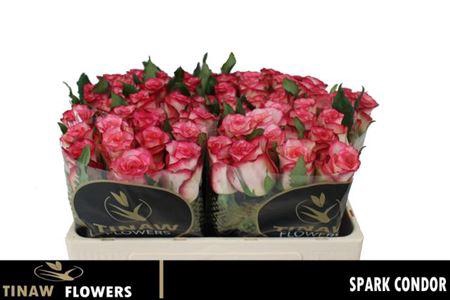 <h4>R Gr Spark Condor</h4>