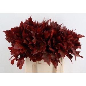 Quercus rubra   ...colored H%