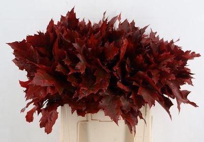 <h4>Quercus rubra   ...colored H%</h4>