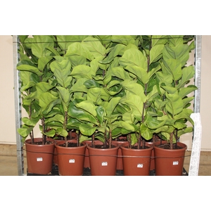 FICUS LYRATA BAMBINO P24 COMPACTO