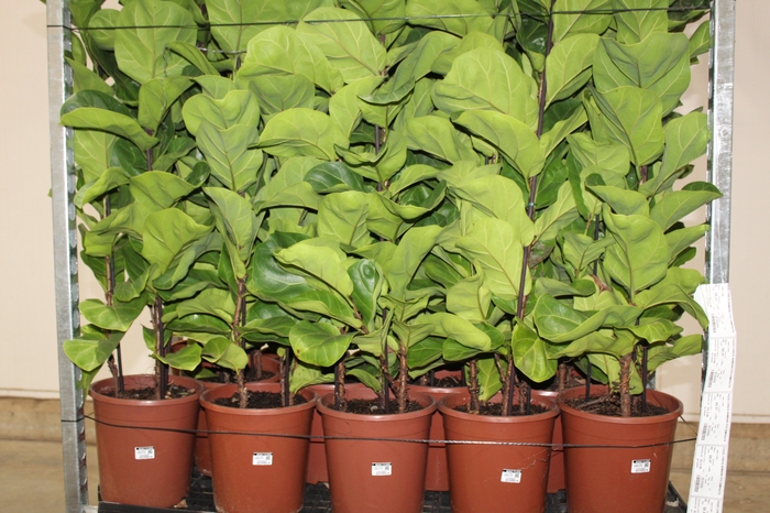 <h4>FICUS LYRATA BAMBINO P24 COMPACTO</h4>