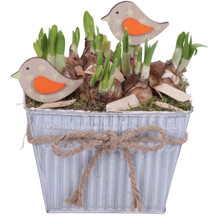 <h4>Bulbs Arr. Narcis Zinc Pot Square with Rope Ø19cm</h4>