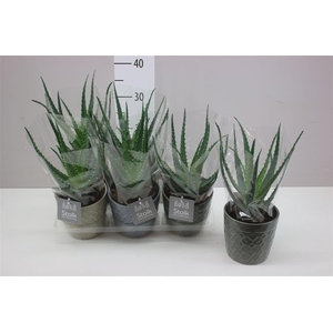 Aloe Arborescens In Gaja Keramiek
