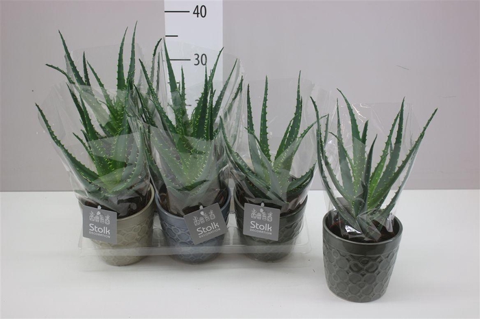 <h4>Aloe Arborescens In Gaja Keramiek</h4>